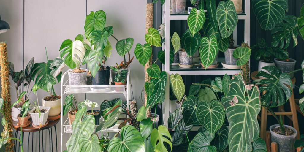 Biophilic interior design plants