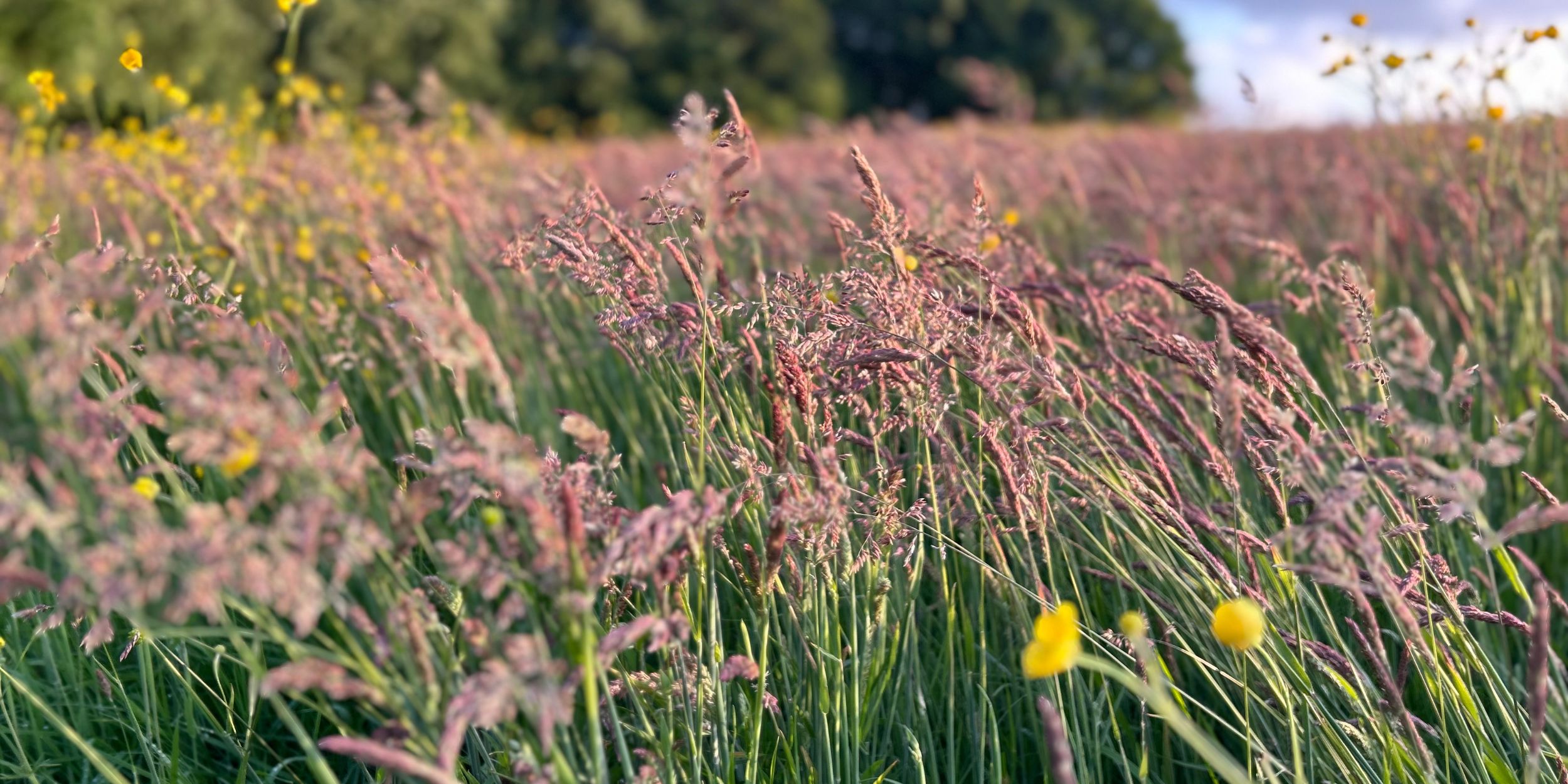 Wild & Other rewilding project field of flowers