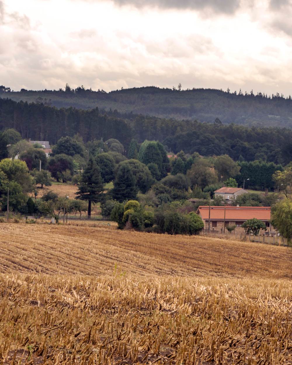 Fields surrounding Cortona