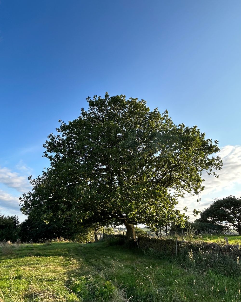 Veteran Oak Tree on Wild & Others rewilded land