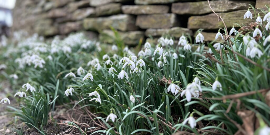 Snowdrops at Wild & Other for the Regenerative Tourism Award