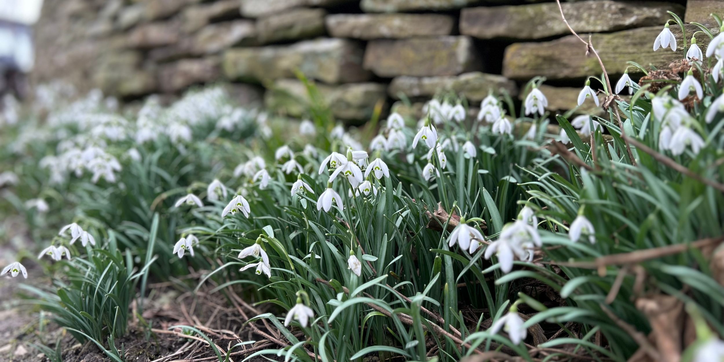 Snowdrops at Wild & Other Cow Close Farm