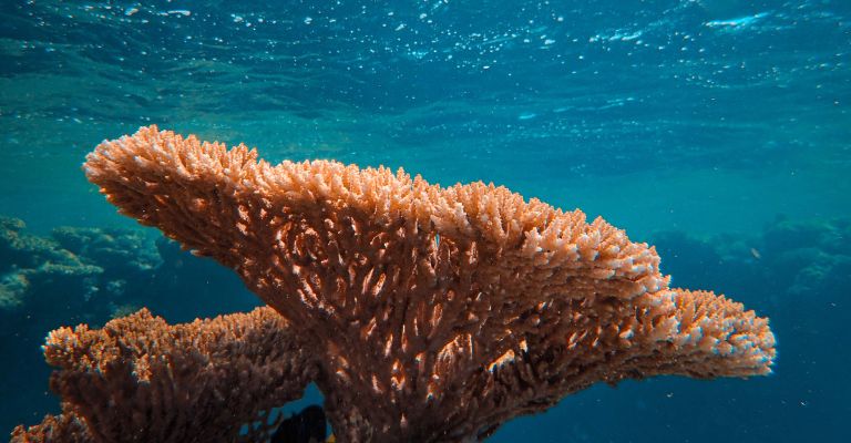 Coral reef in the ocean