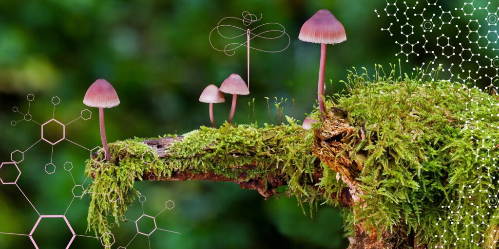 Small fungi on top of moss with a sewing needle and bio graphs