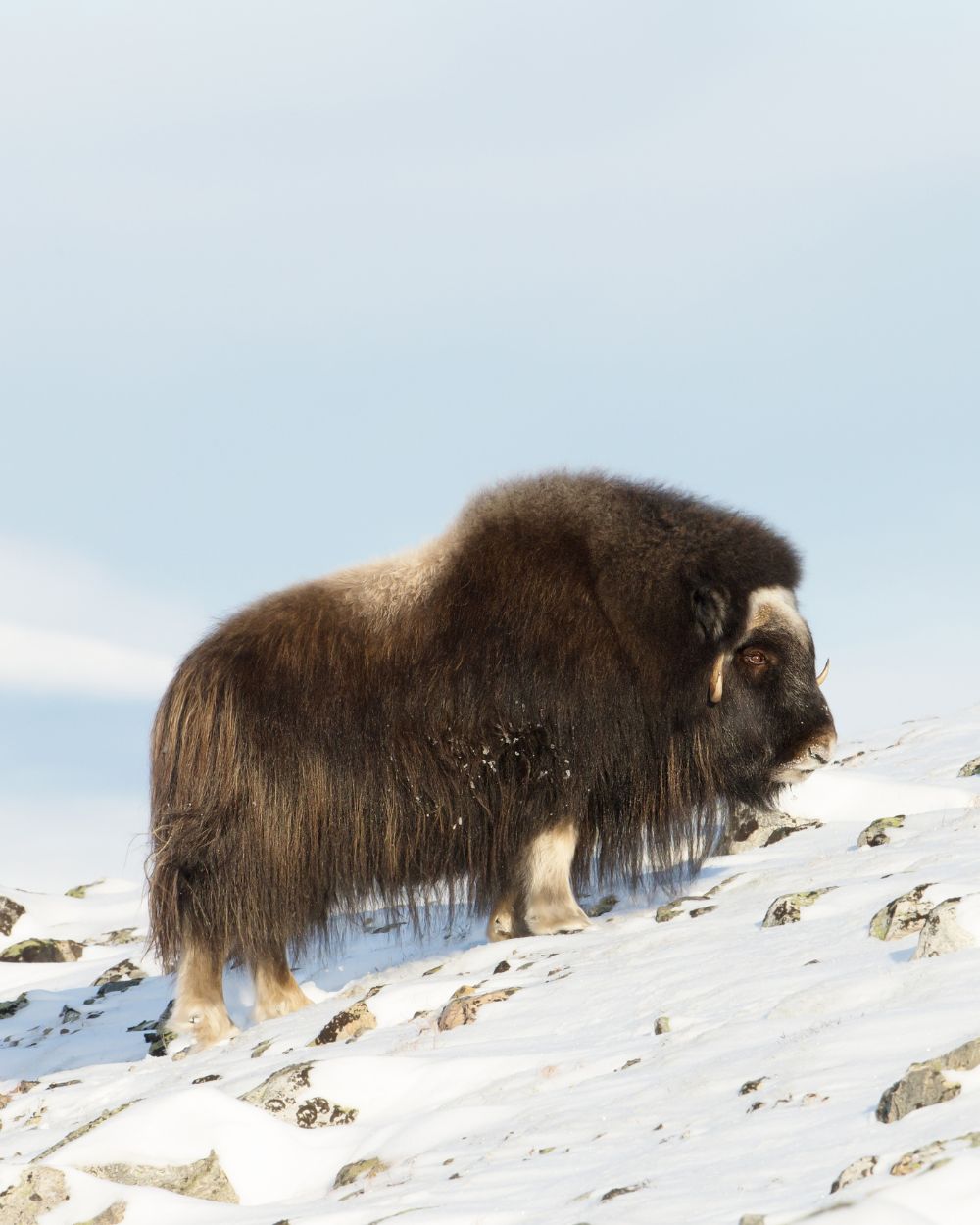 Musk Ox in the snow, Greenland
