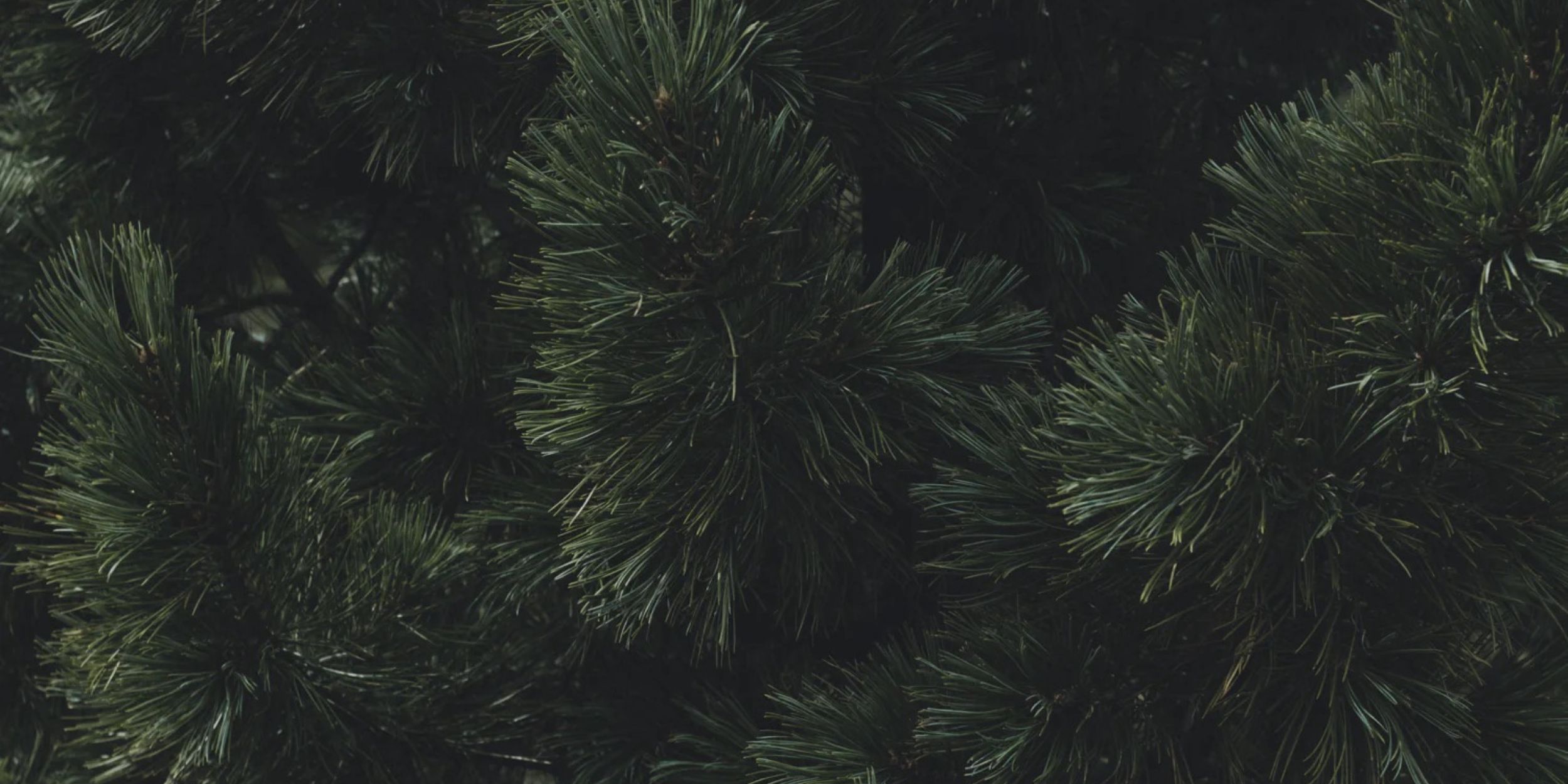 Stone Pine background from ARVE Parfum