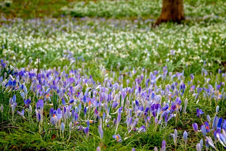 Whatley Manor Grounds Gardens Early Spring Flowers Meadow