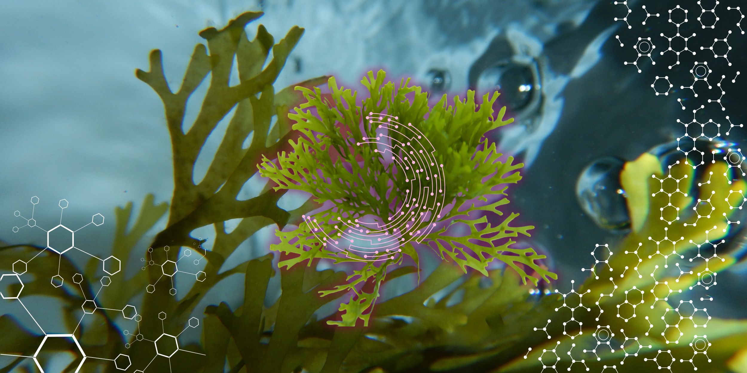 Seaweed Fibres A Sustainable Innovation in Textiles