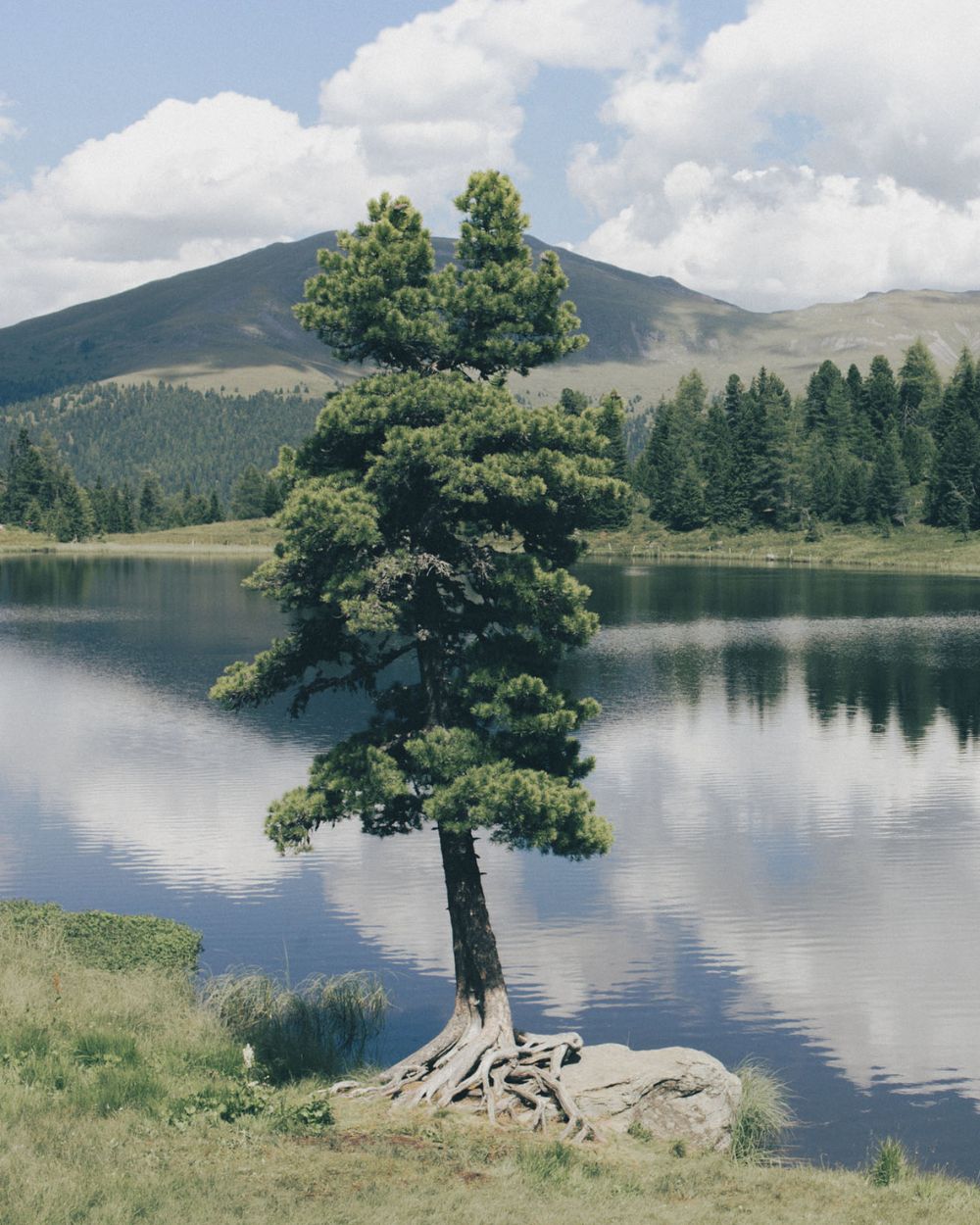 Pine Tree in the Austrian Alps with a lake