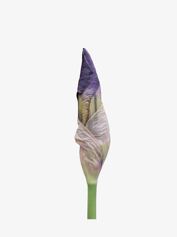 Bridal UK Groom Mauve Iris Bud for the Lapel