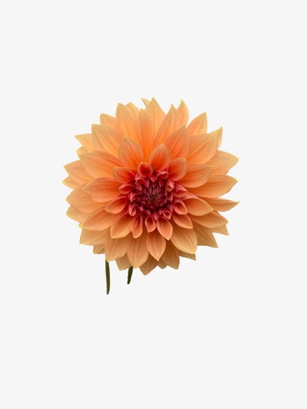 Sunset Dahlia For The Groom