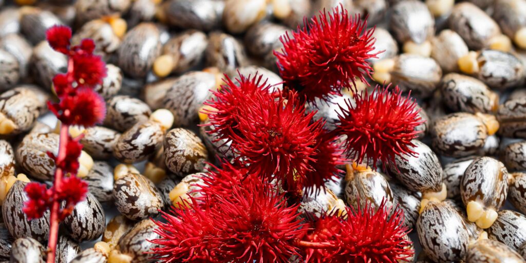castor seeds and castor plants used in Pangaia activewear