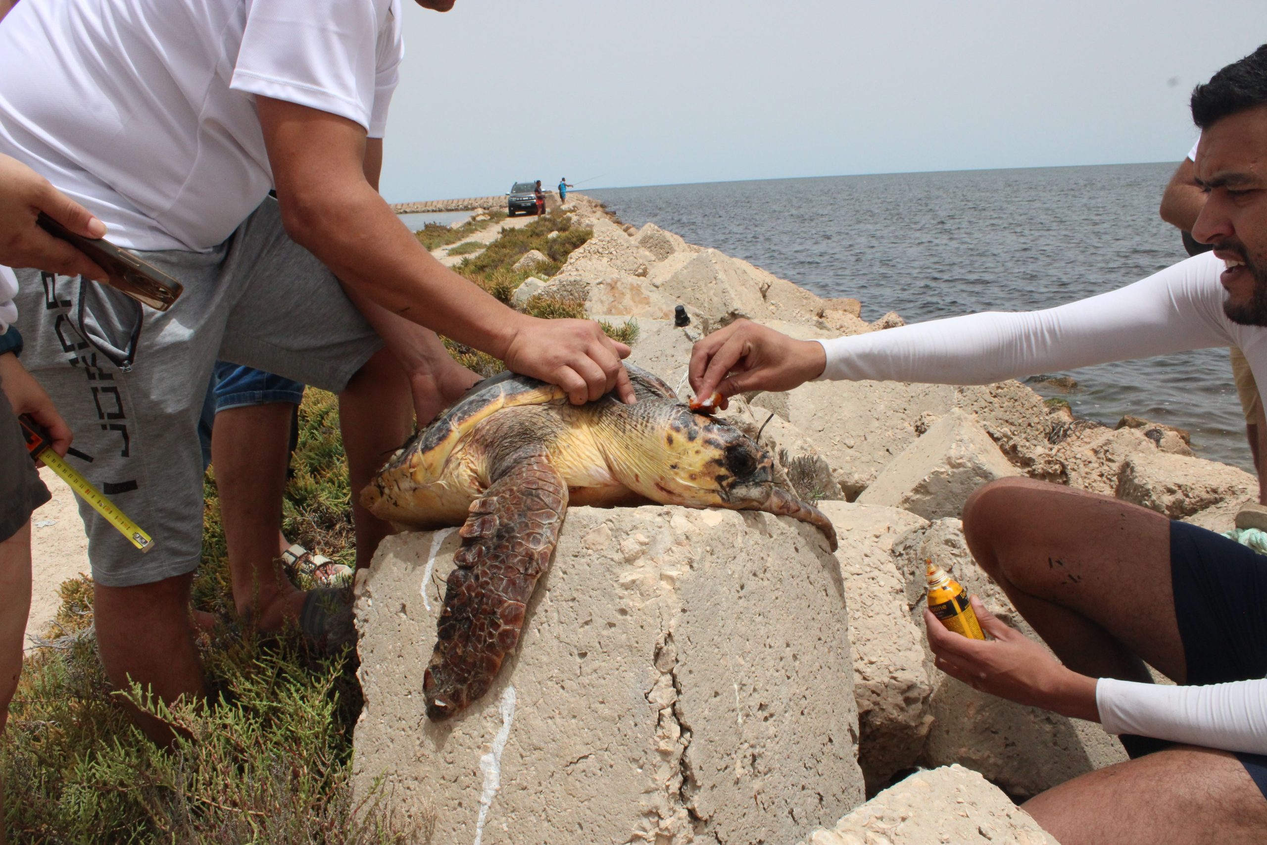Protecting Sea Turtles in Tunisia-seaqual-foundation