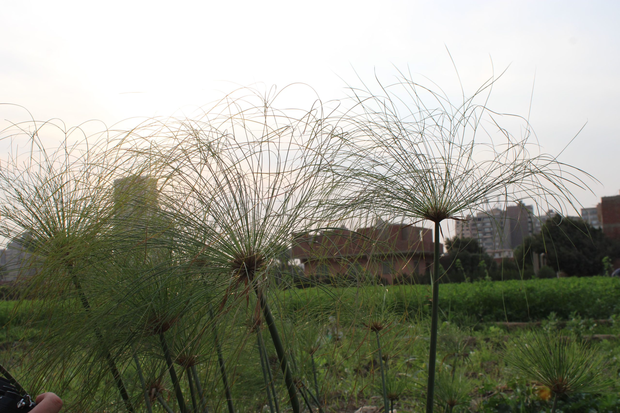 Replanting Papyrus in the Nile- Reviving a Lost Species with SEAQUAL Foundation