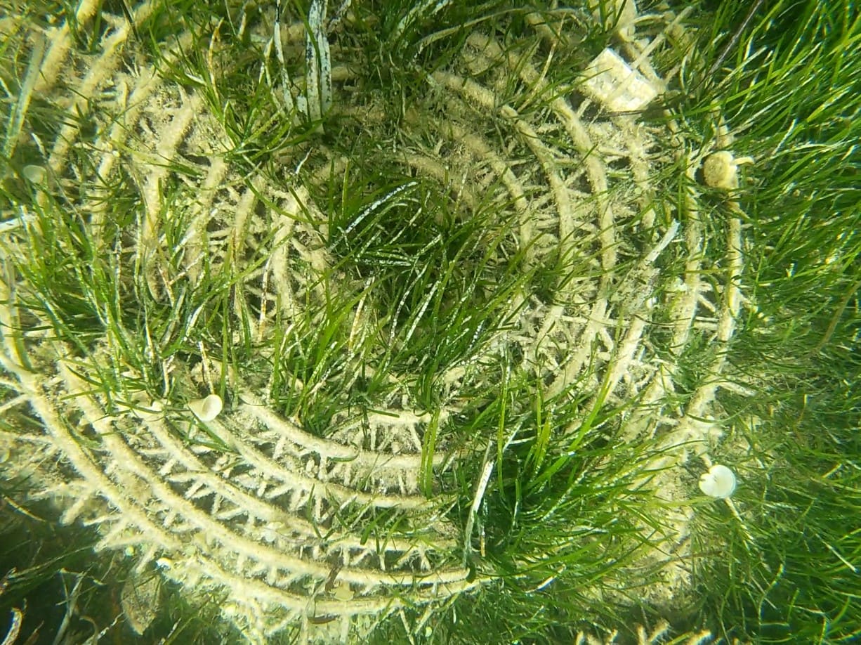 Restoring Seagrass Meadows- Poseidons Daughter SEAQUAL Foundation