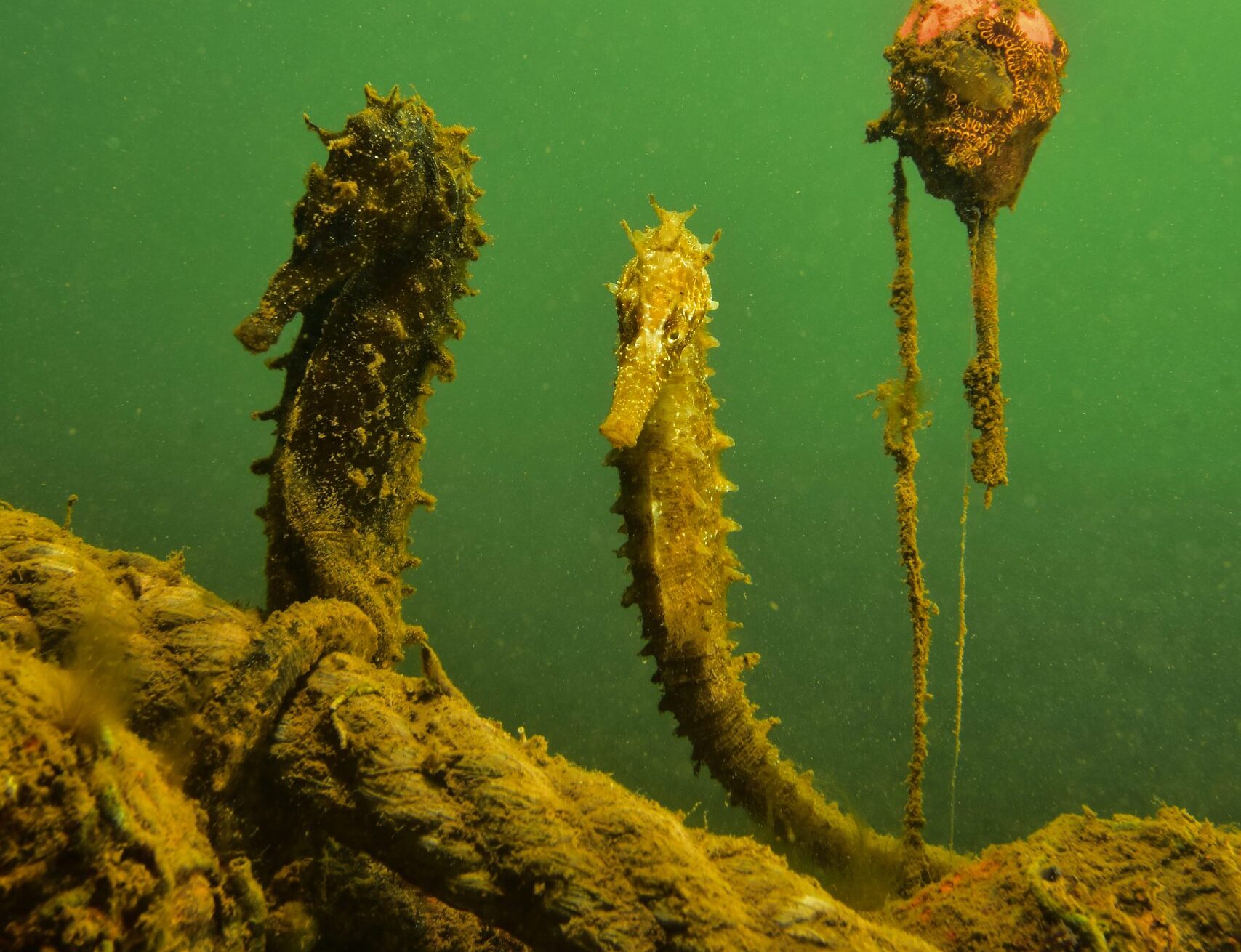 Watching Out for Seahorses in Spain SEAQUAL Foundation